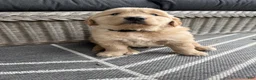 Golden Retriever dogs for sale: Victor - Ad 19