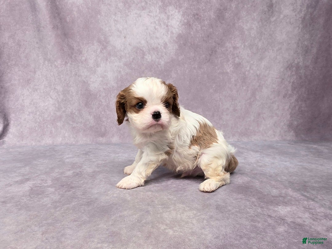 Cavalier King Charles Spaniel dogs for sale: Silas - Ad 10