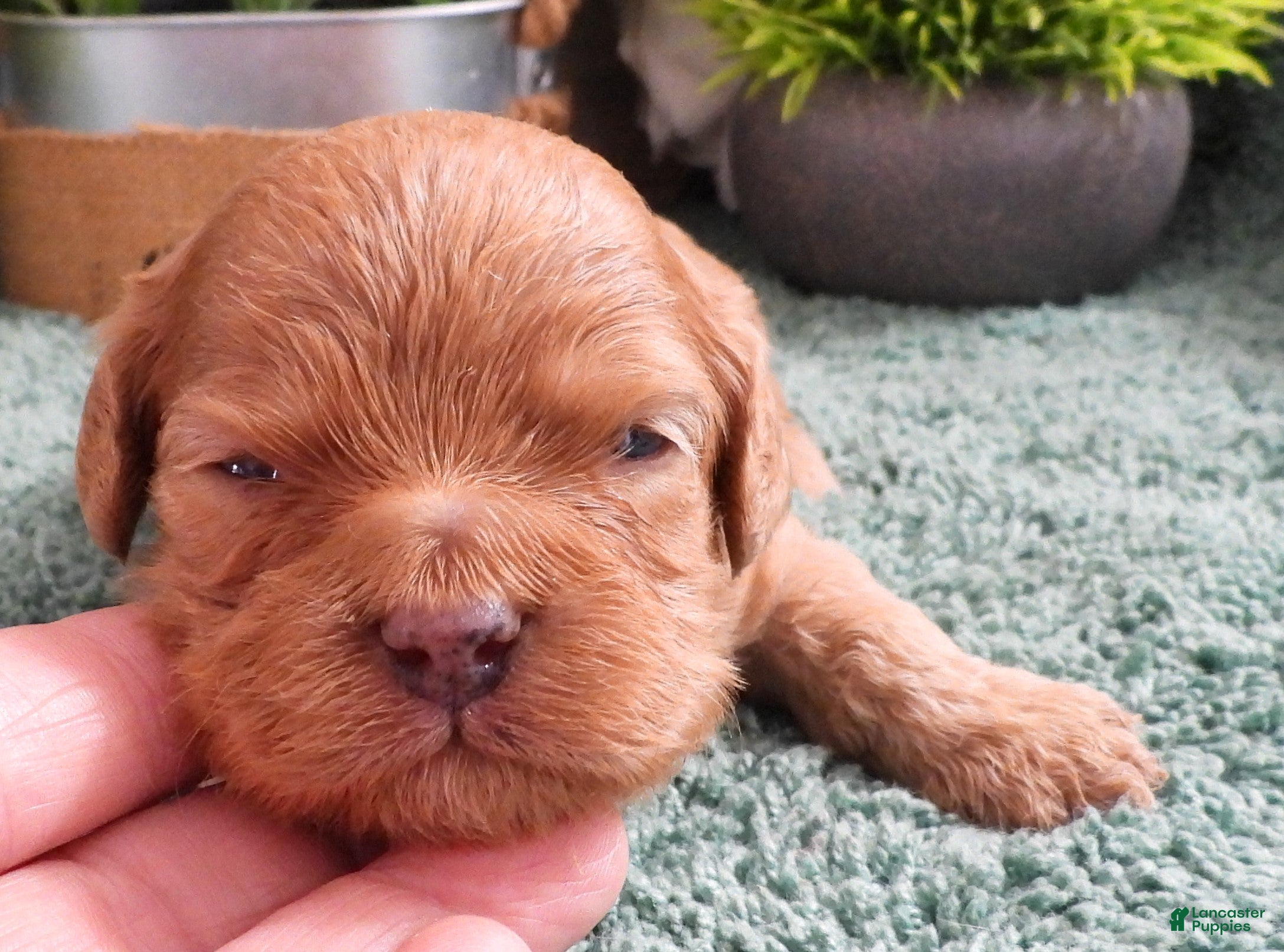 Cavapoo dogs for sale: Cavapoo #1 Female - Ad 3