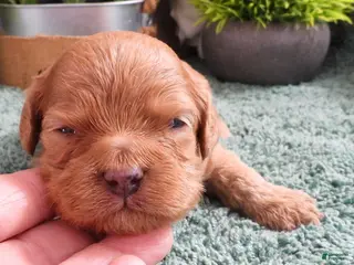 Cavapoo dogs for sale: Cavapoo #1 Female - Ad 3