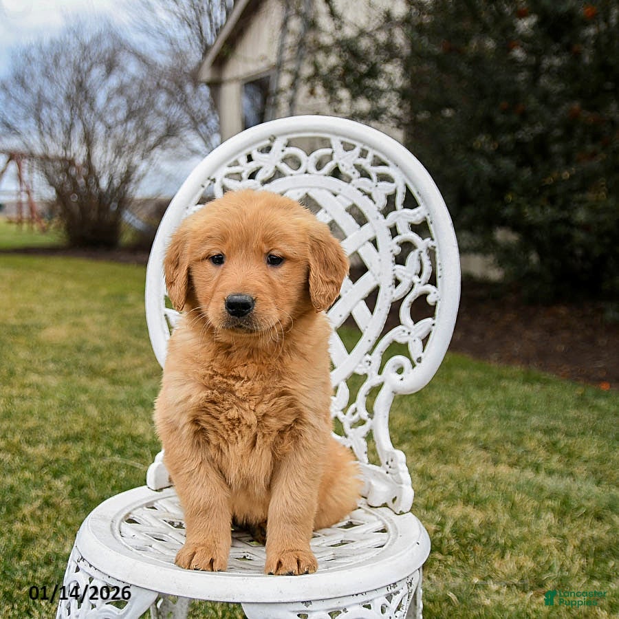 Golden Retriever dogs Penny - Ad 16
