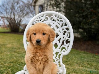 Golden Retriever dogs Penny - Ad 16