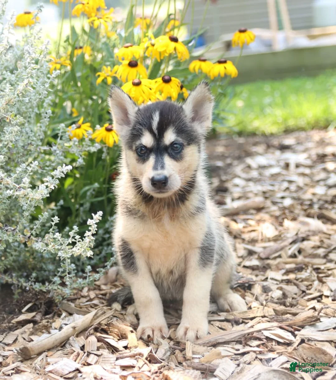 Gallery Image {{count}}