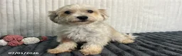 Havapoo dogs for sale: Captain - Ad 4