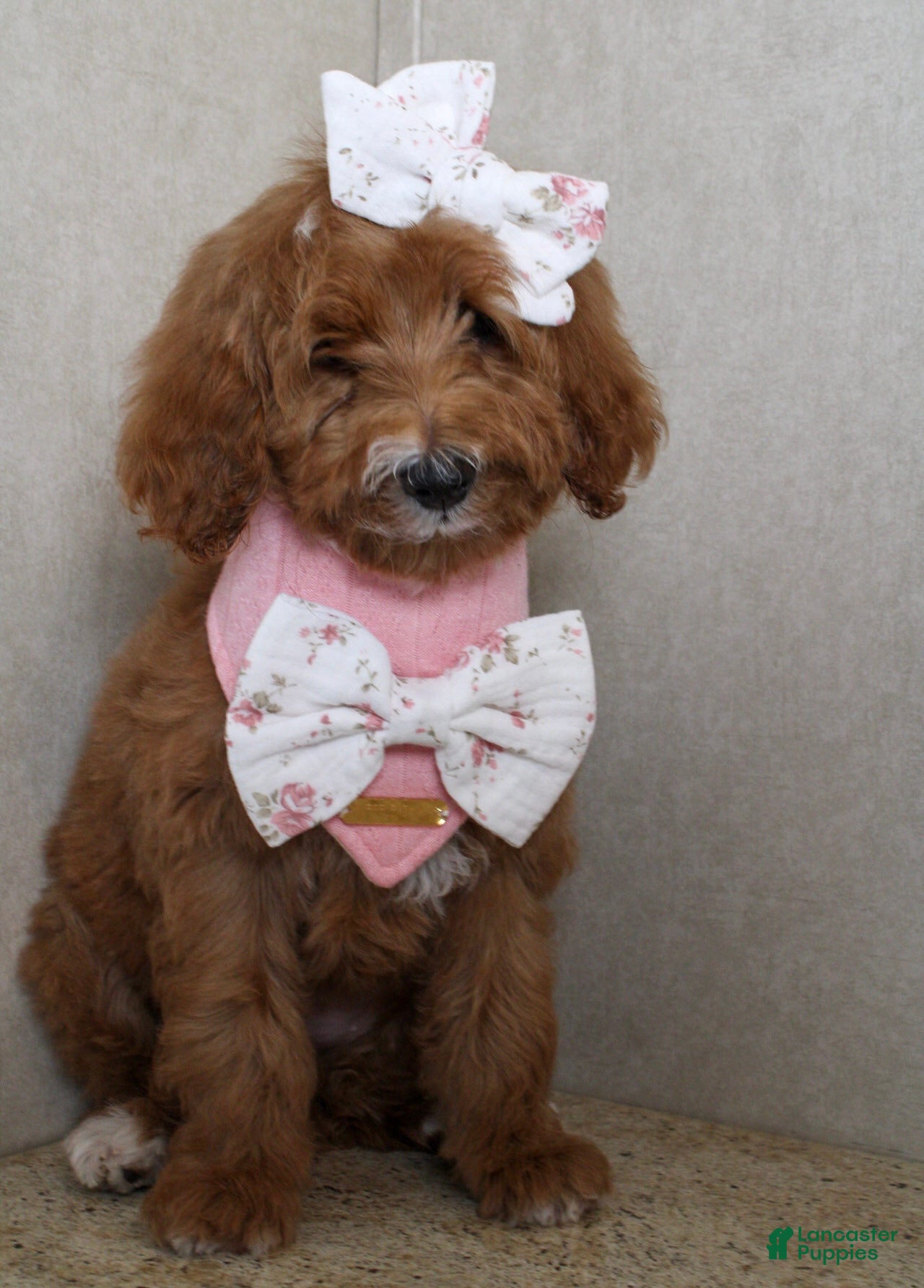 Goldendoodle dogs Martha  - Ad 42