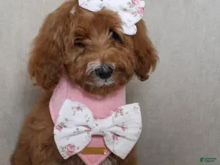 Goldendoodle dogs Martha - Ad 42