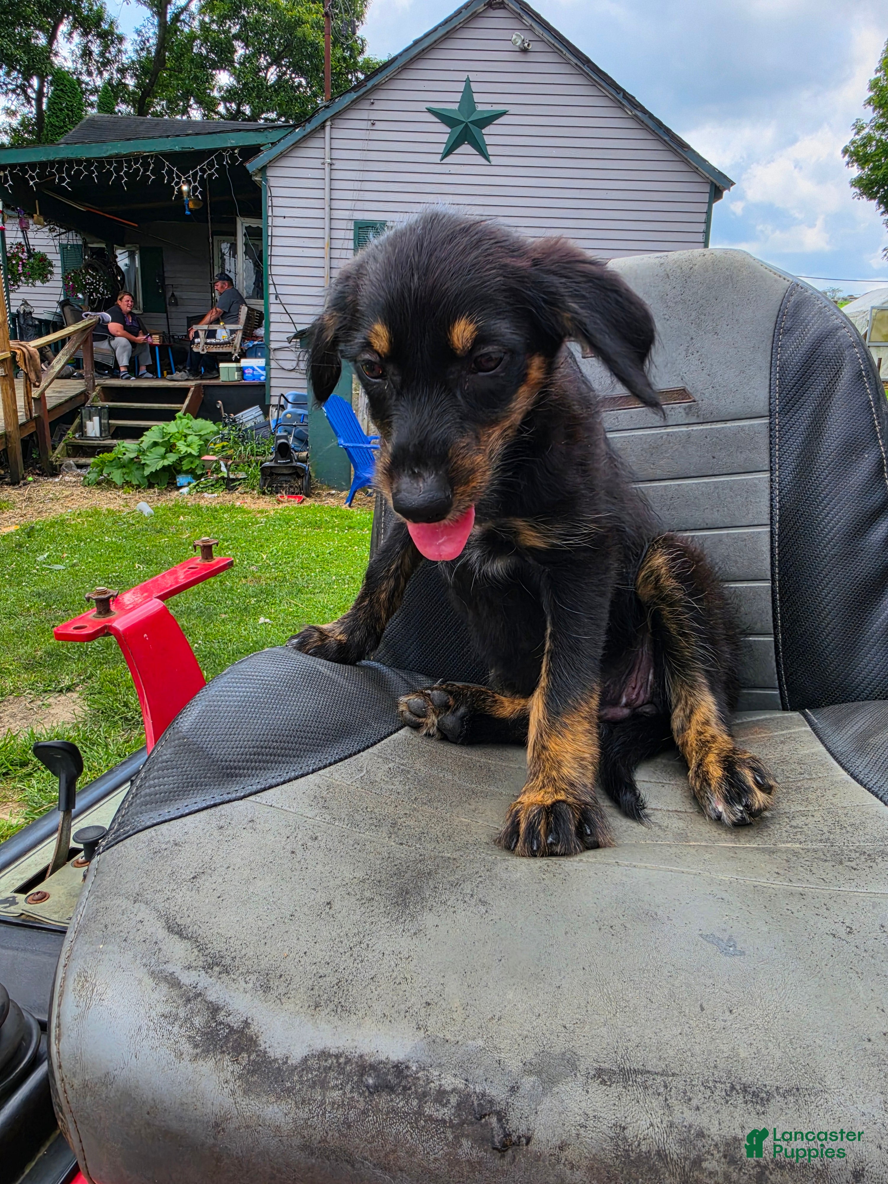 Mixed Breed dogs Girl 5 - Brown - Ad 22