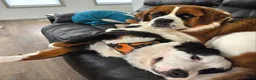 Mixed Breed dogs for sale: First Pick Male St Bernese Pup dob 6/2/26 - Ad 12