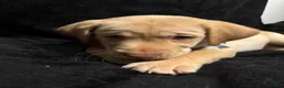 Labrador Retriever dogs for sale: Scrappy-Doo (lime)  - Ad 7