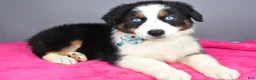 Australian Shepherd dogs for sale: Espresso - Ad 4