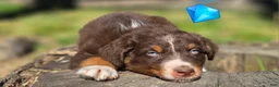 Australian Shepherd dogs for sale: Australian Shepherd Puppy "Peets" - Ad 3