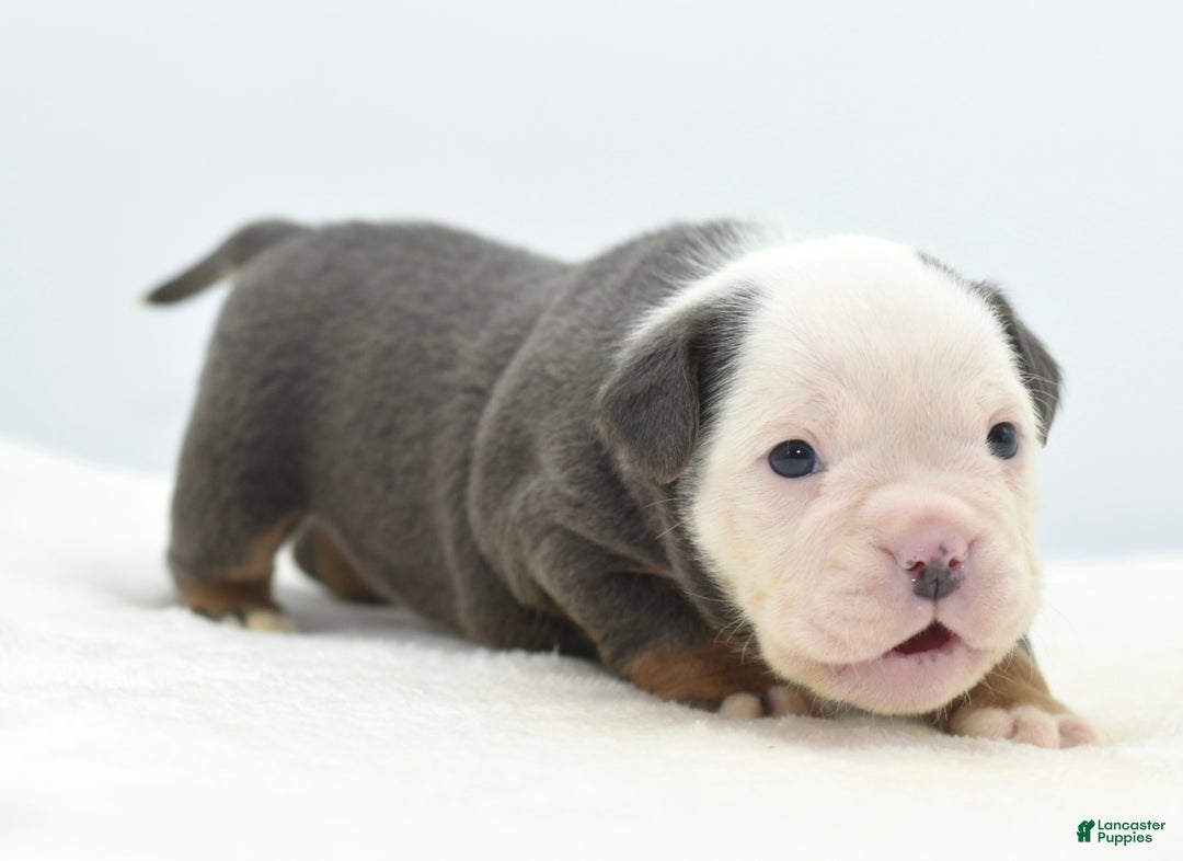 Mixed Breed dogs for sale: Macho blue mini  - Ad 10