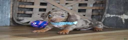 Miniature Dachshund dogs for sale: Brandt - Ad 3