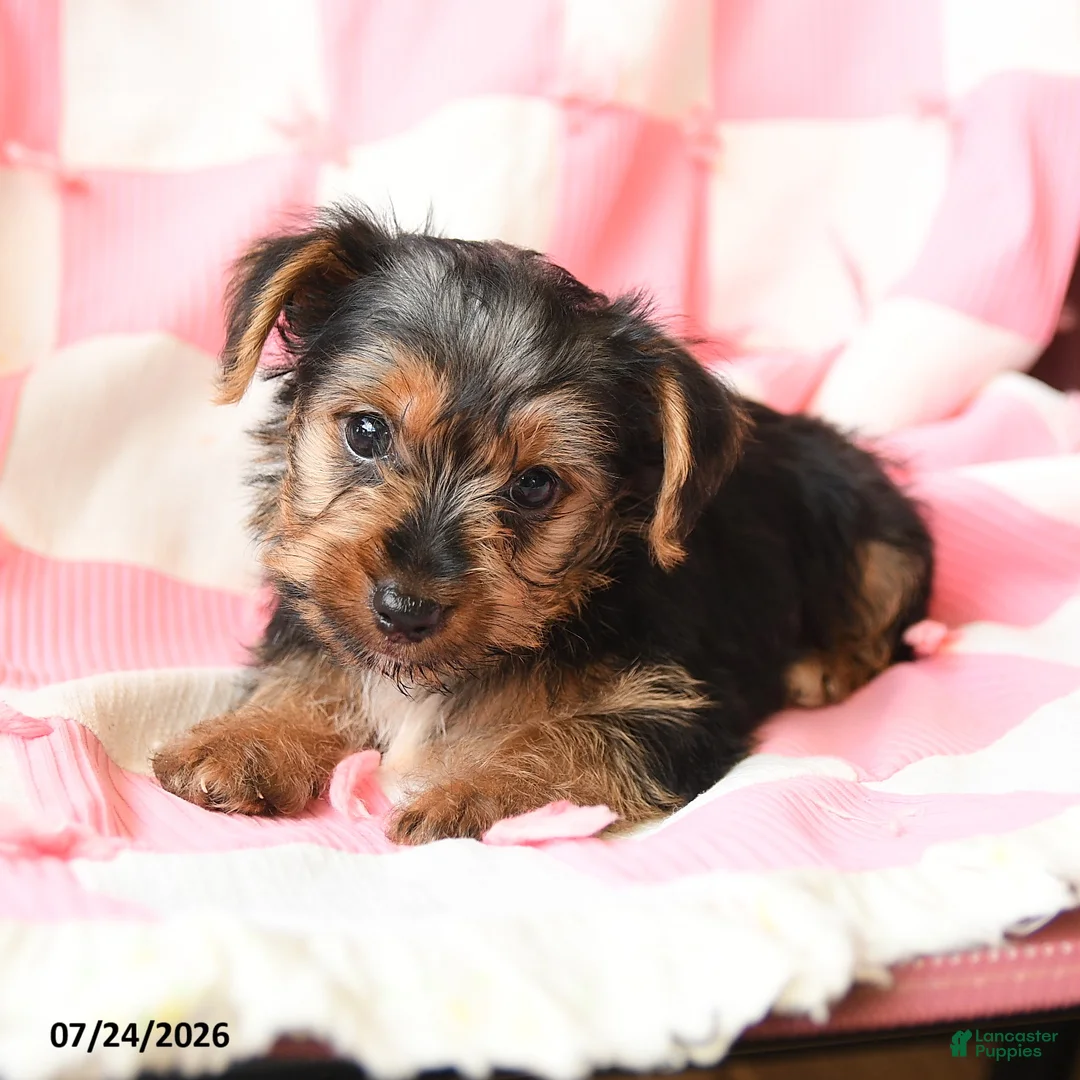 Yorkshire Terrier dogs for sale: Harvey - Ad 3