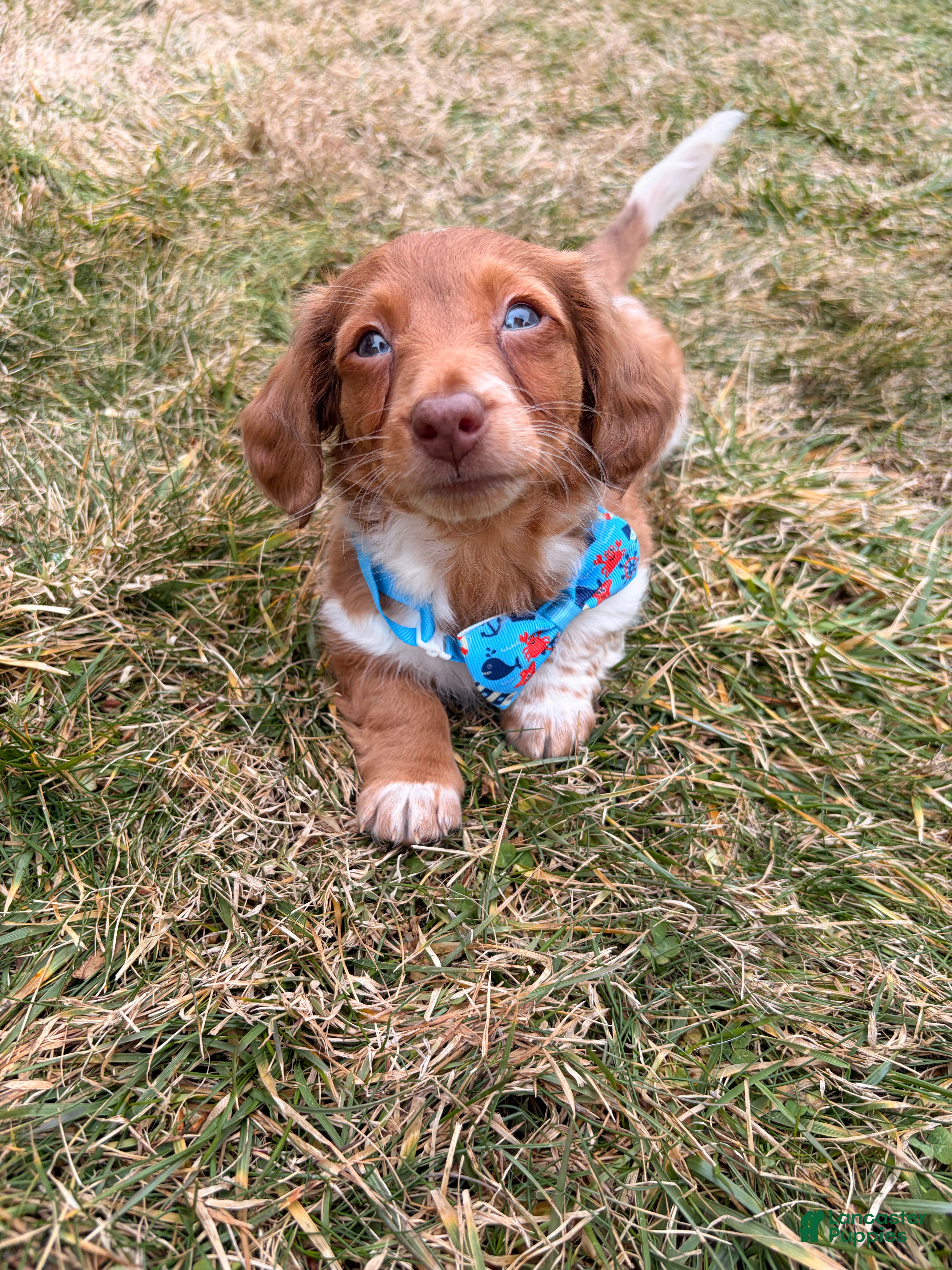 Miniature Dachshund dogs Sunny - Ad 2