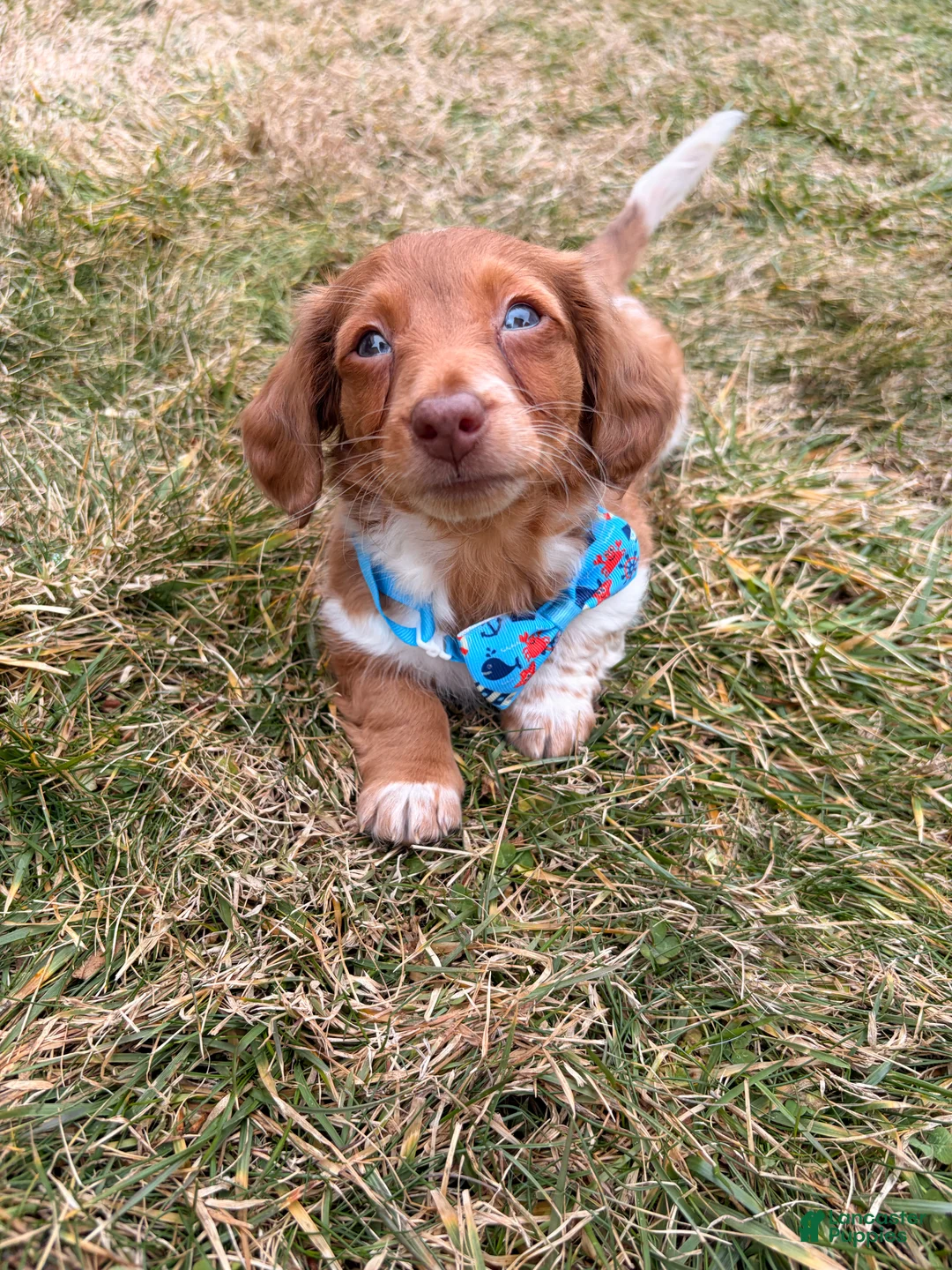 Miniature Dachshund dogs for sale: Sunny - Ad 2