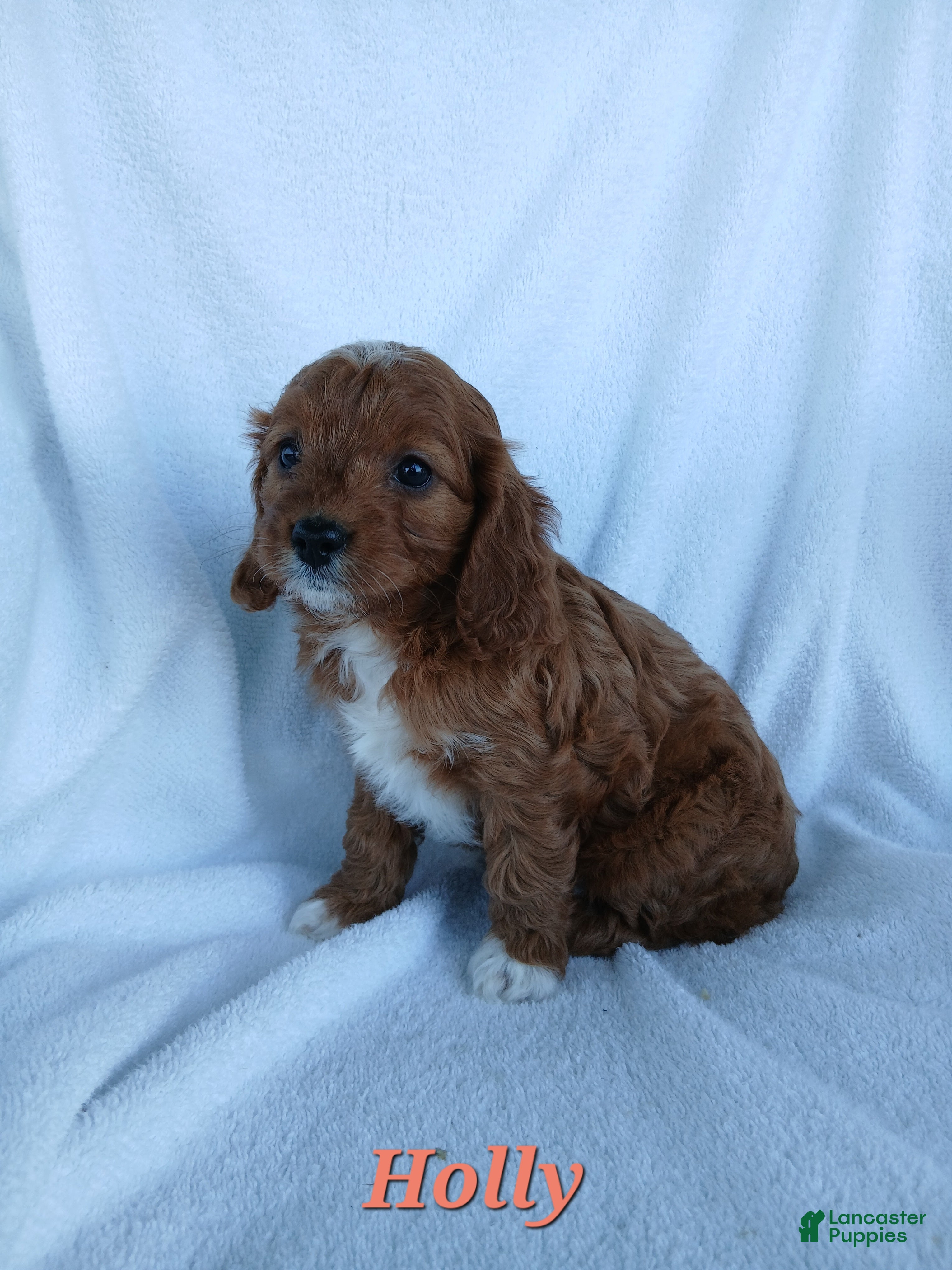 Cavapoo dogs Holly - Ad 27
