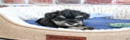 Miniature Schnauzer dogs for sale: Jimmy - Ad 6
