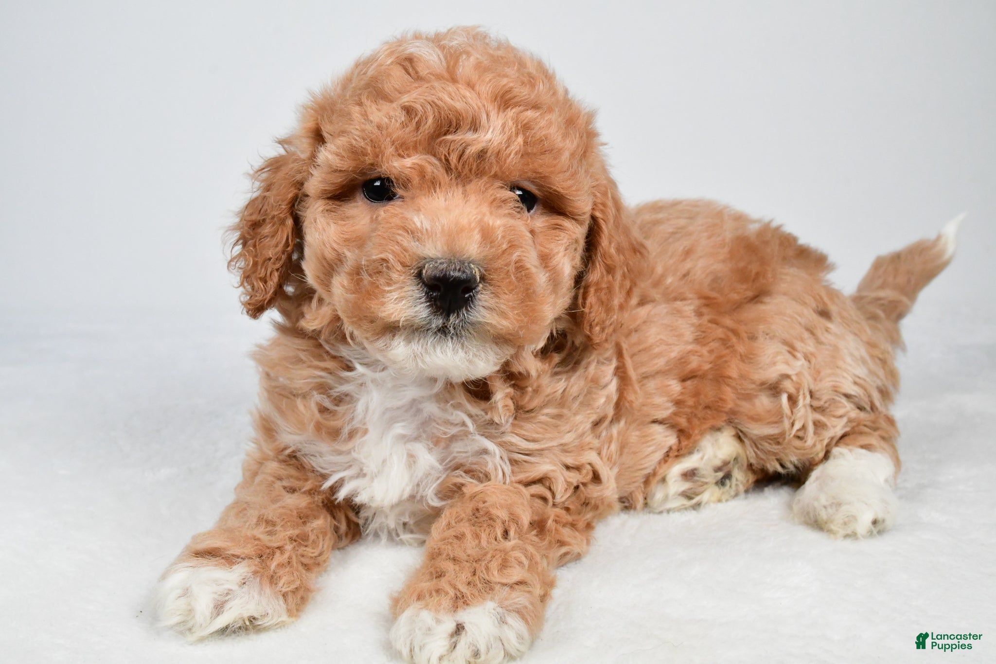 Maltipoo dogs Sammy - Ad 2