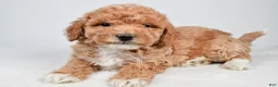 Maltipoo dogs for sale: Sammy - Ad 2
