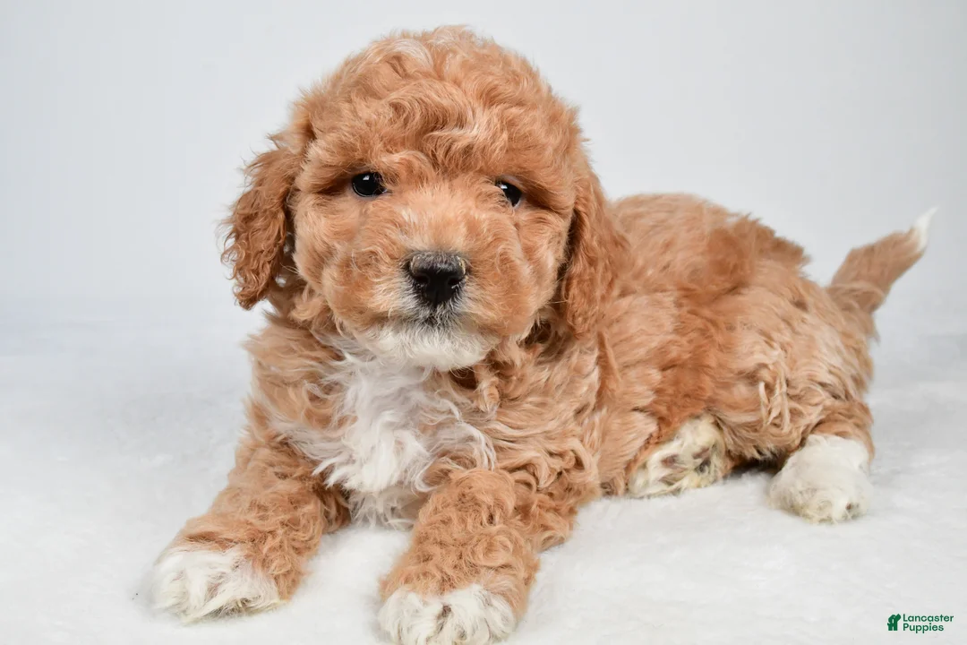 Maltipoo dogs for sale: Sammy - Ad 2