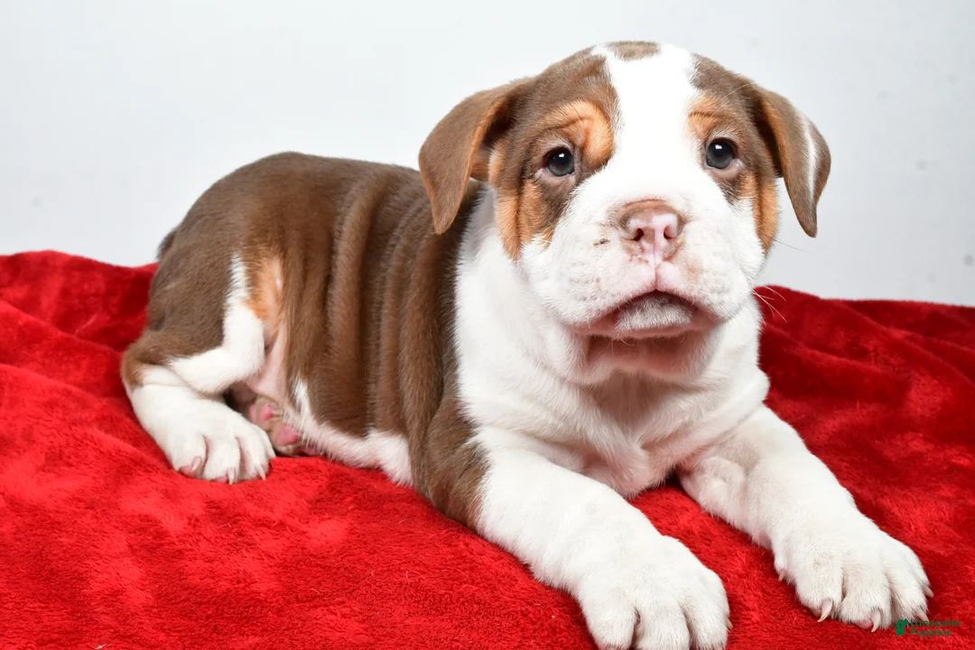 Beabull dogs for sale: Bo - Ad 8