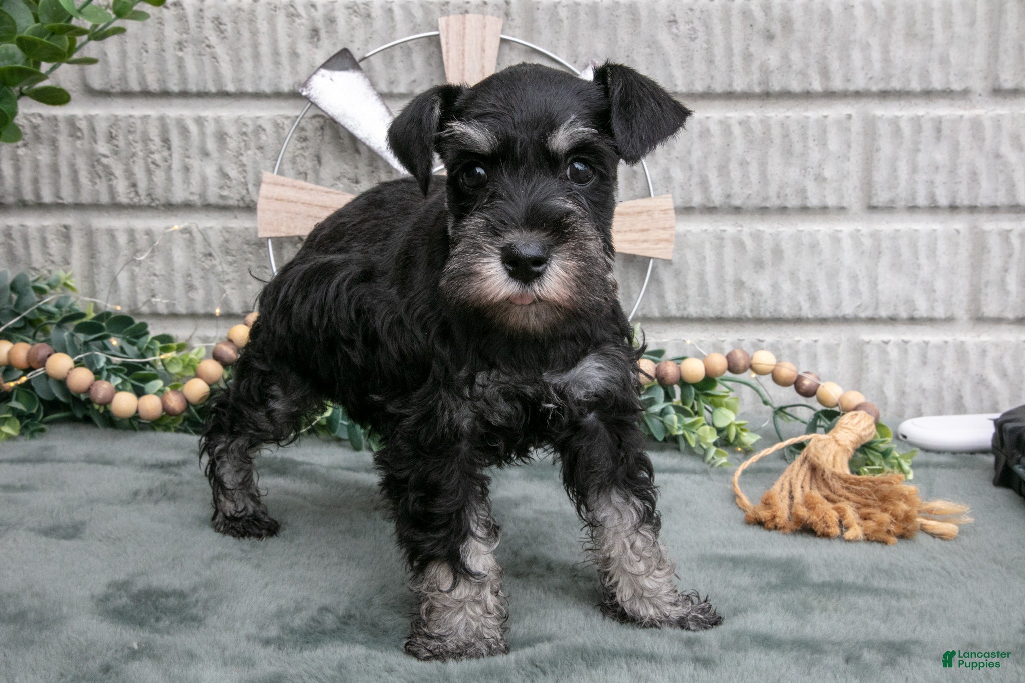Miniature Schnauzer dogs Bev - Ad 2