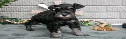 Miniature Schnauzer dogs for sale: Bev - Ad 2