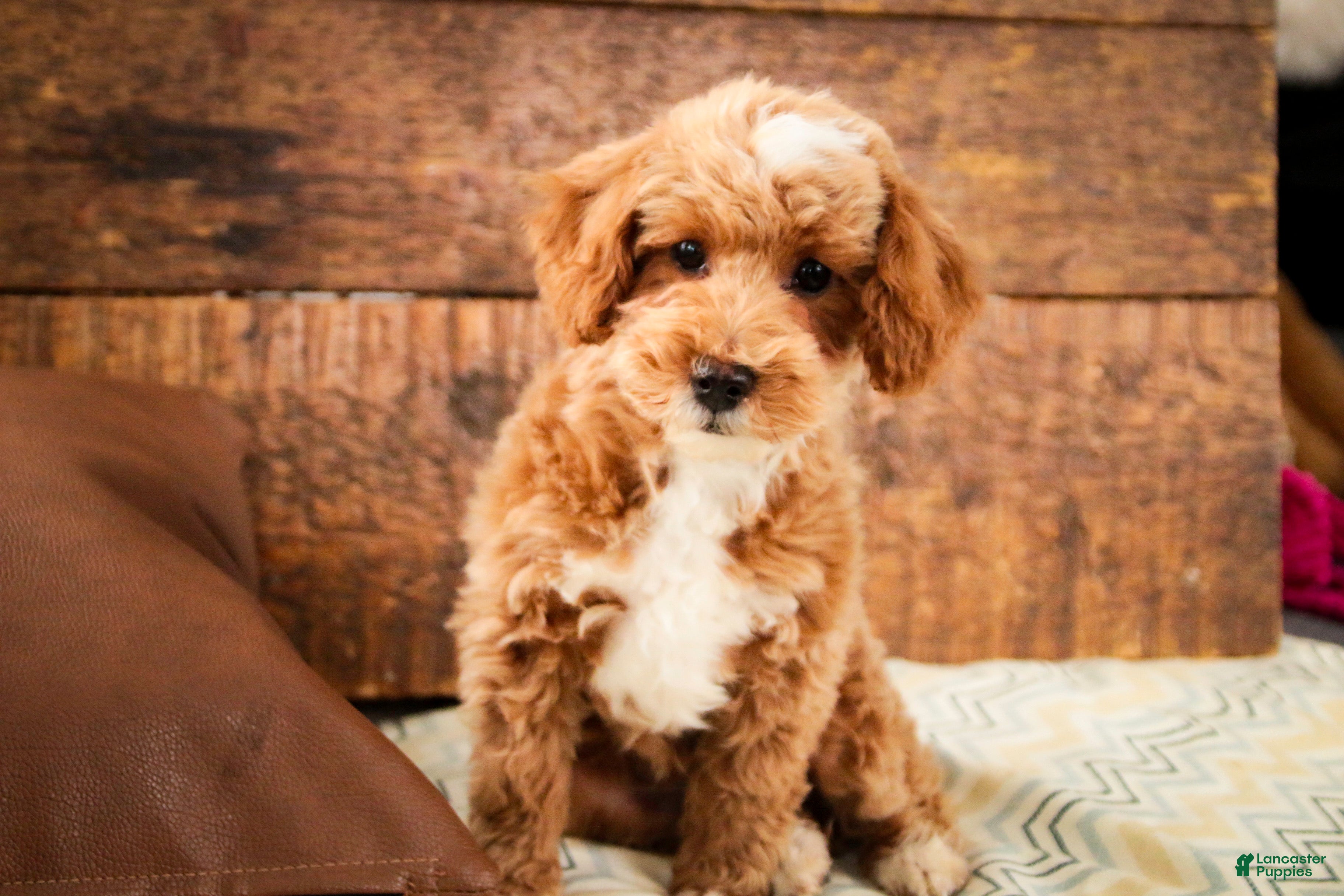 Miniature Poodle dogs Ramsey - Ad 2