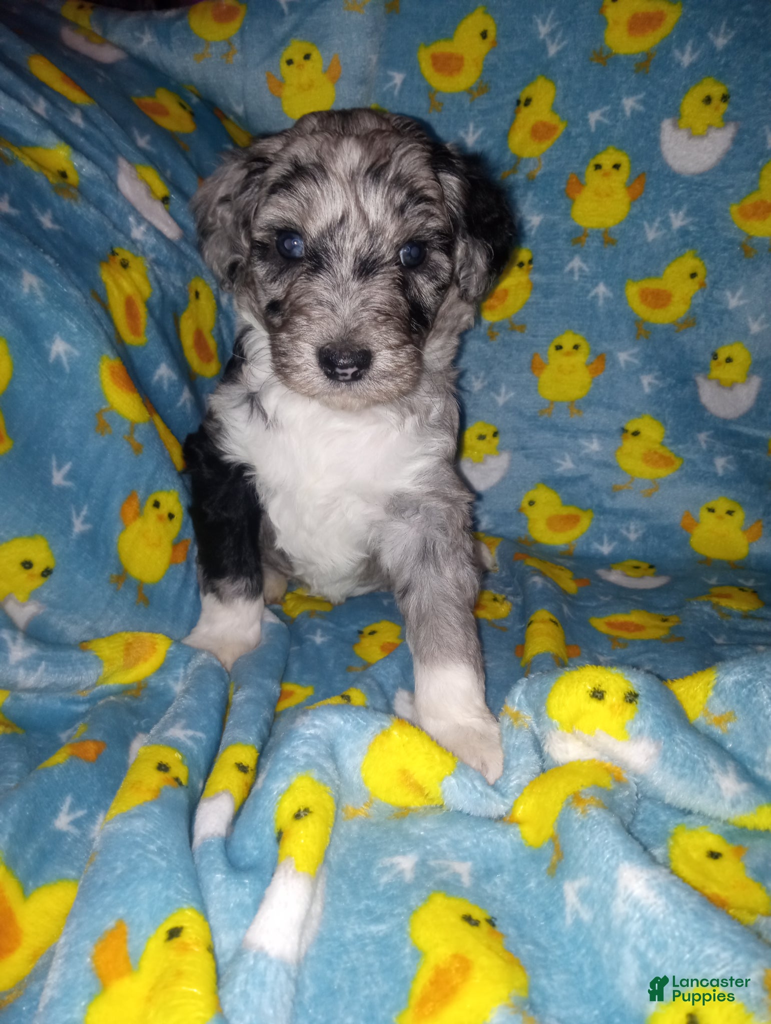 Aussiedoodle dogs Aussiedoodle Puppy 5 - Ad 29