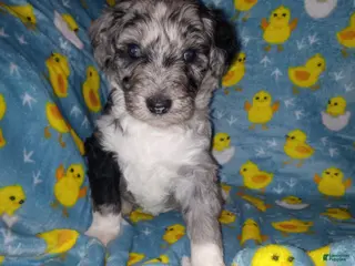 Aussiedoodle dogs Aussiedoodle Puppy 5 - Ad 33
