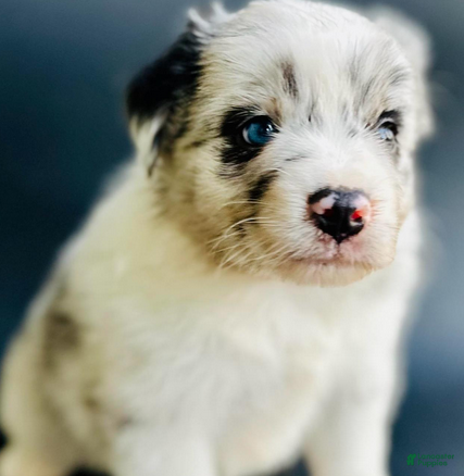 Mixed Breed dogs Cody - Ad 7