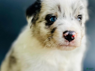 Mixed Breed dogs Cody - Ad 6