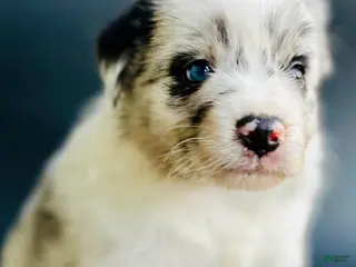 Mixed Breed dogs Cody - Ad 13