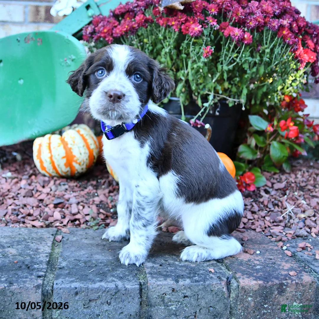 English Springer Spaniel dogs for sale: Buddy - Ad 2