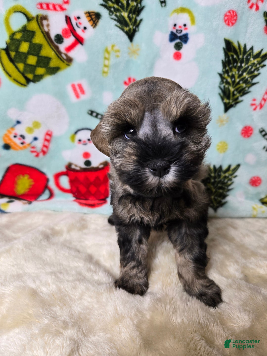 Miniature Schnauzer dogs for sale: Mike Wazowski - Ad 4