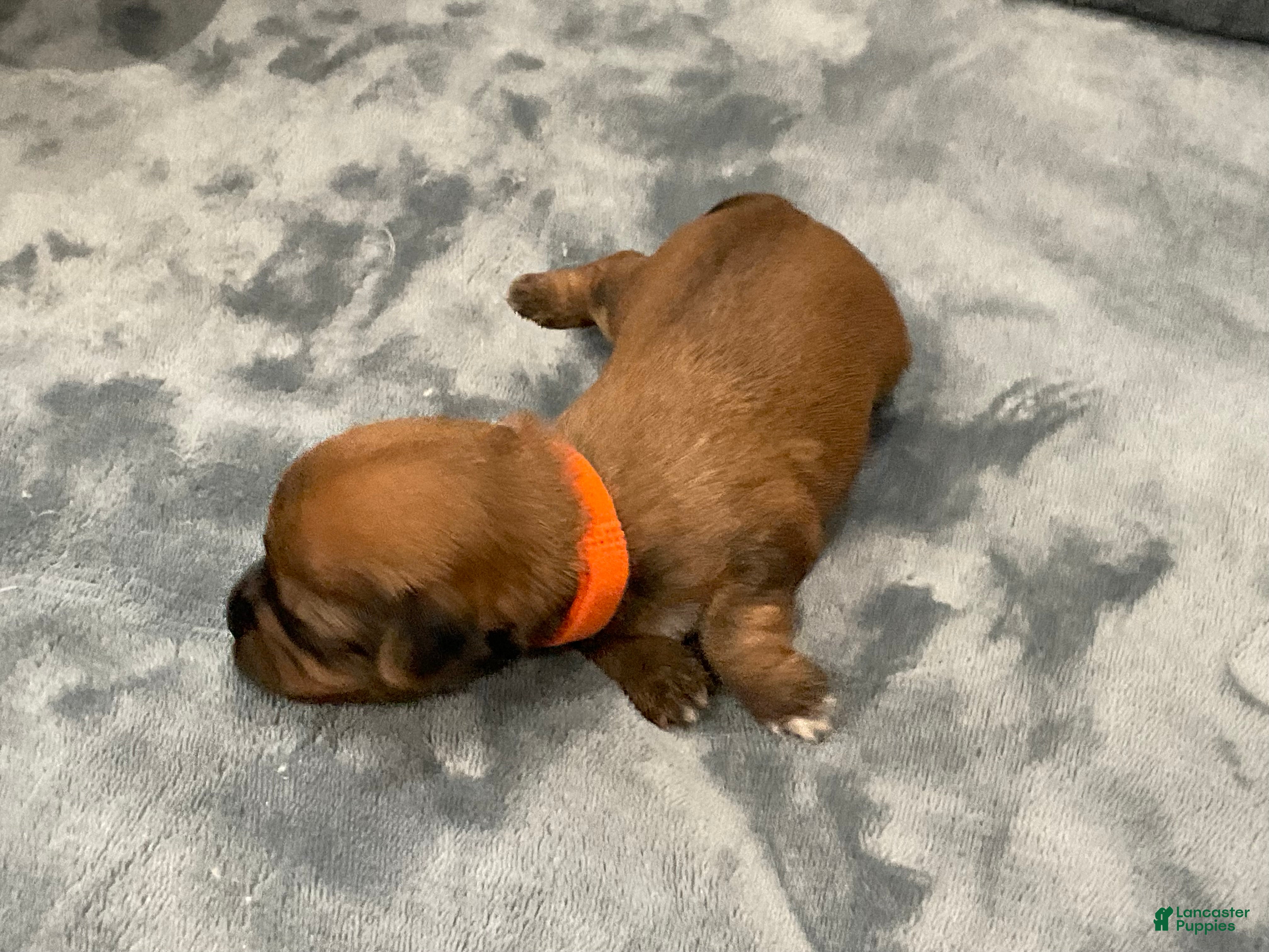 Shorkie dogs Luigi - Ad 2