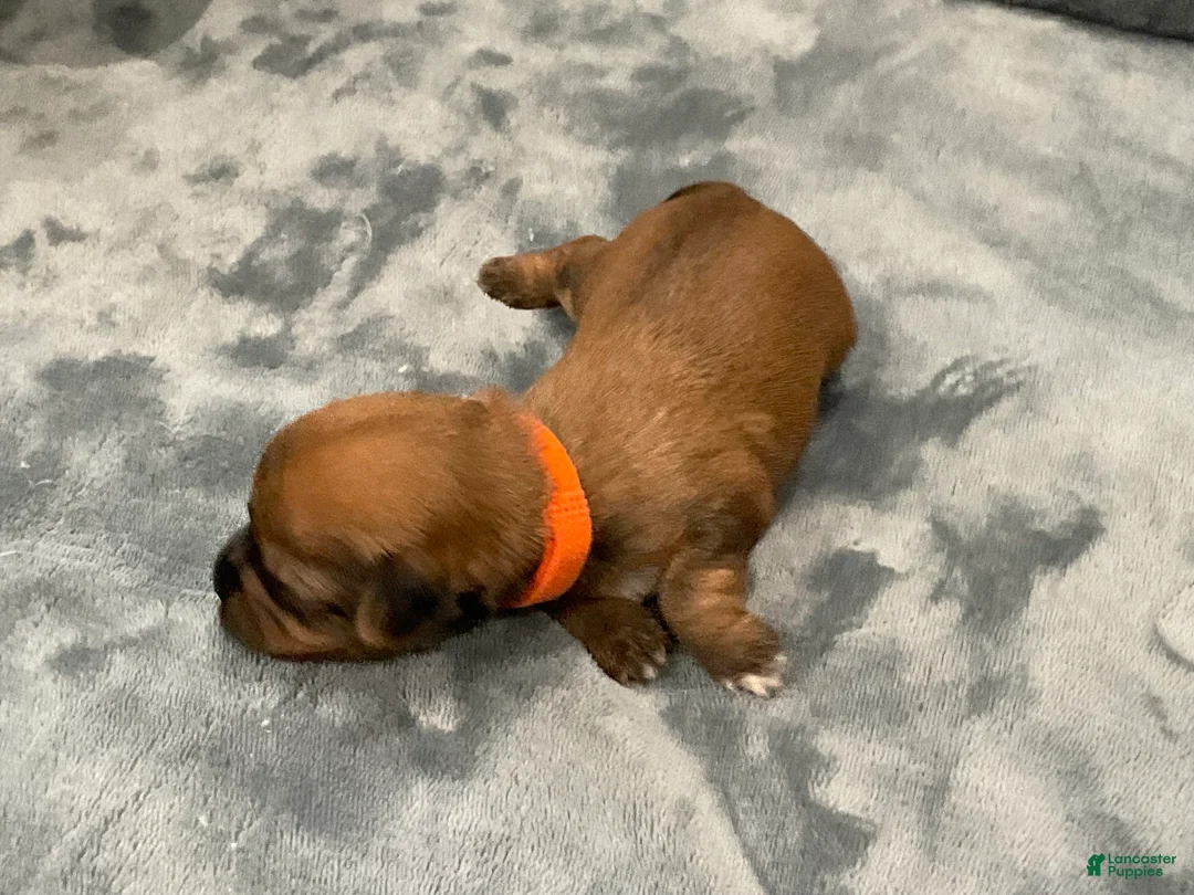 Shorkie dogs for sale: Luigi - Ad 2