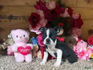 Boston Terrier dogs Boston Terrier Puppy 3 - Ad 41
