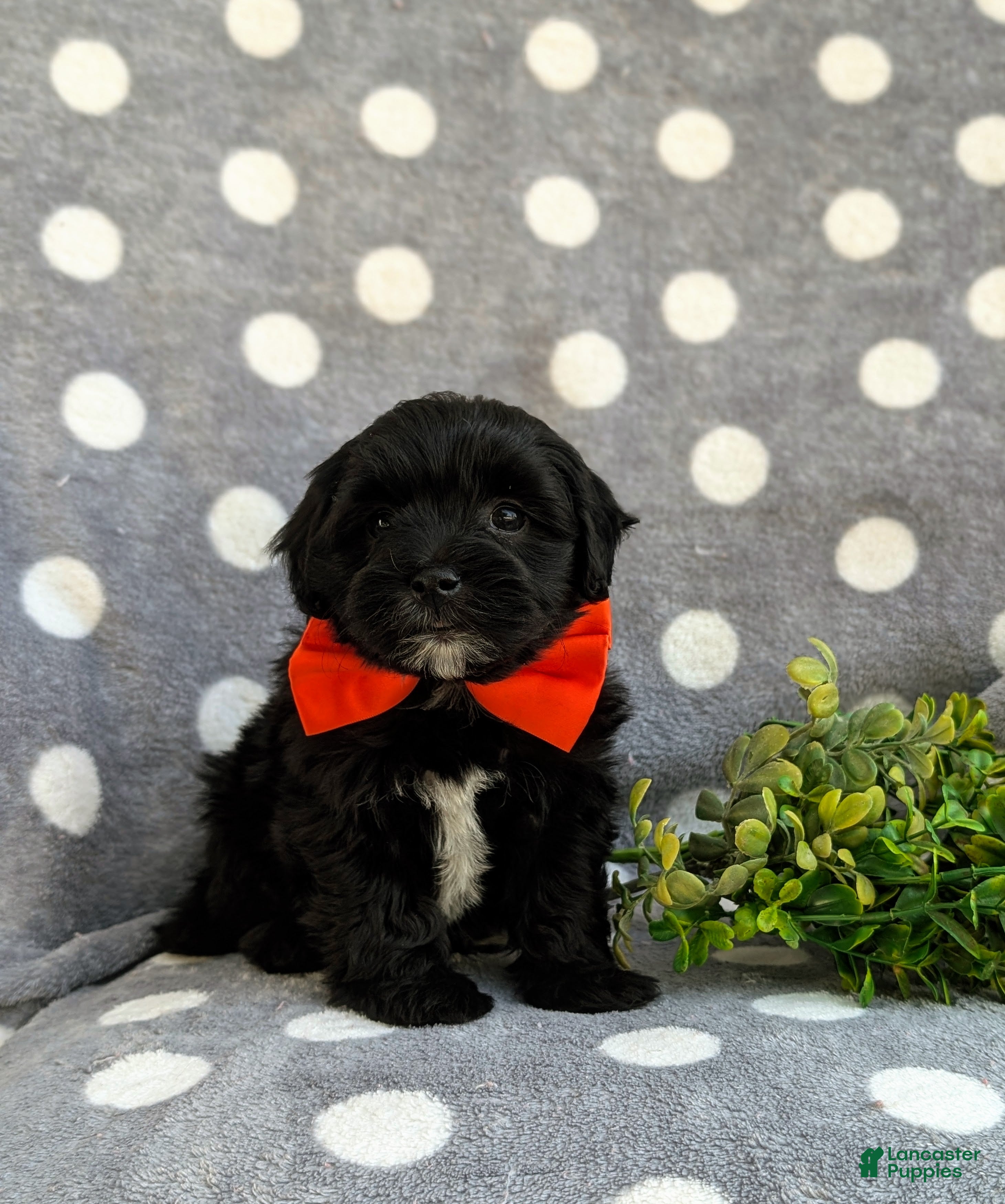 Havapoo dogs Rascal Hypoallergenic - Ad 2