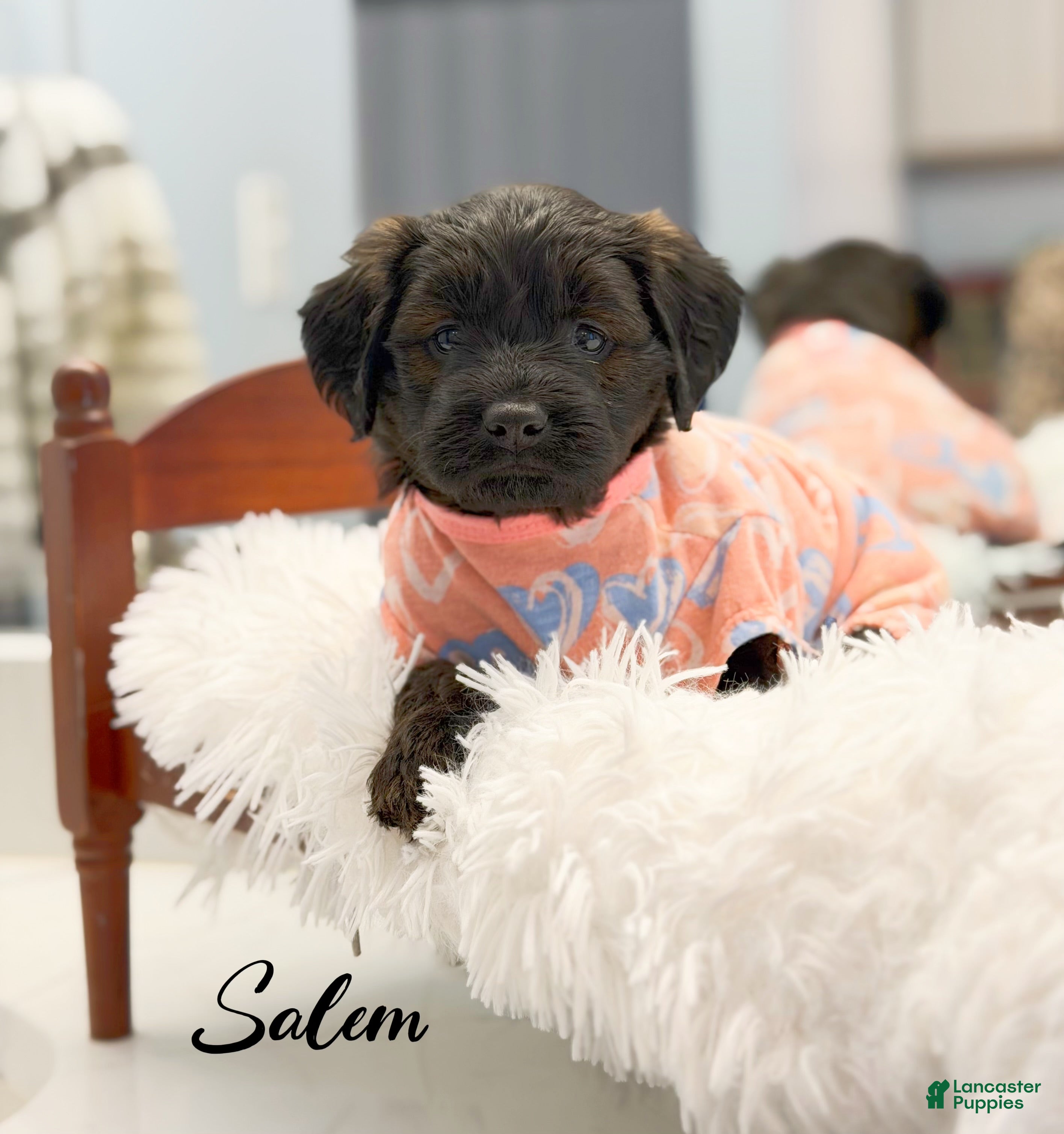 Mini Goldendoodle dogs Salem - Ad 2