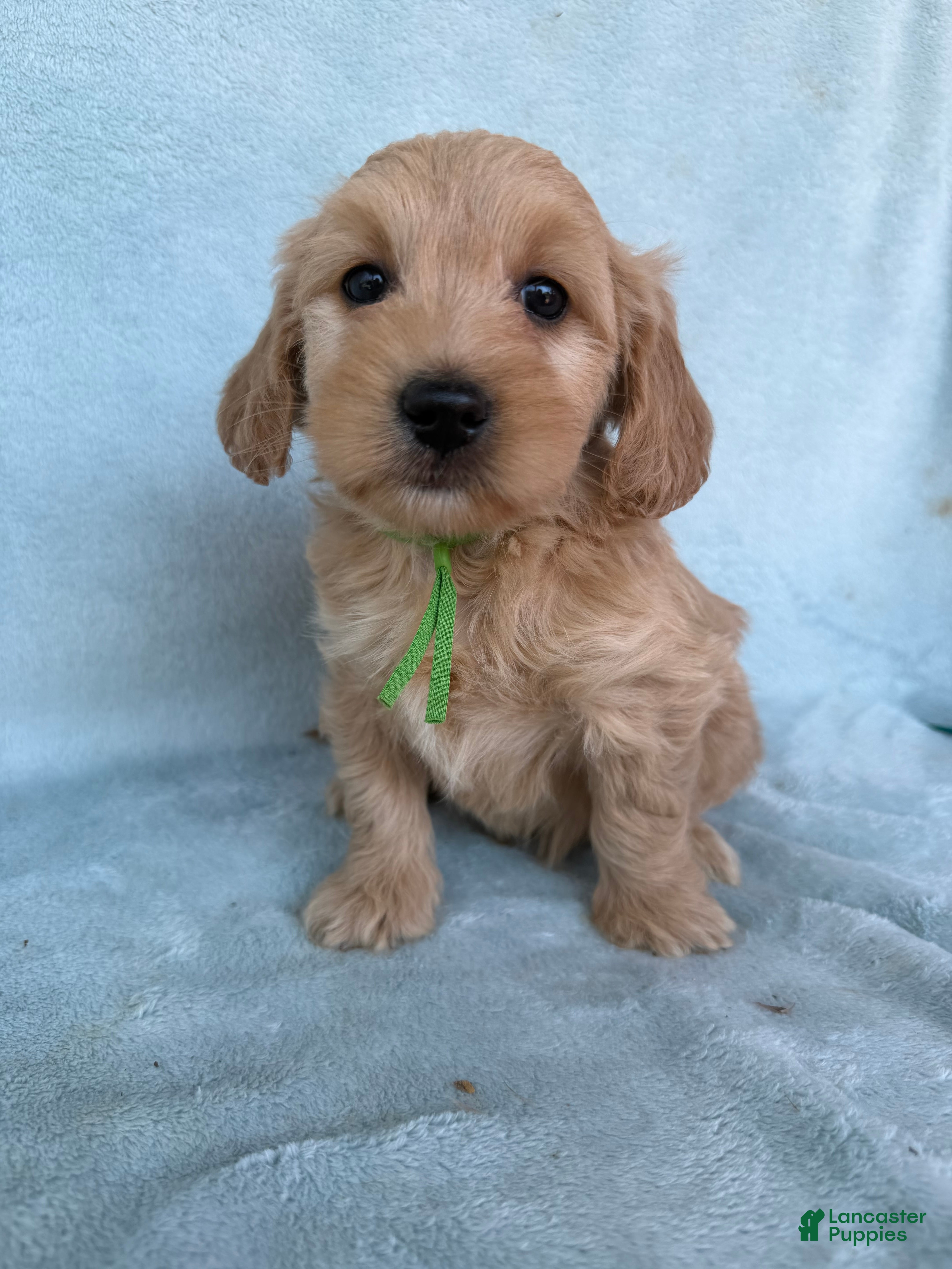 Mini Goldendoodle dogs Mini Goldendoodle Puppy 3 - Ad 42