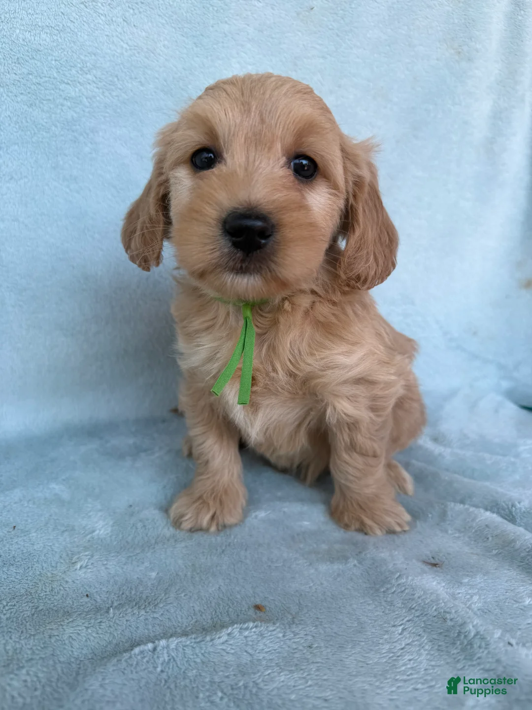 Mini Goldendoodle dogs for sale: Mini Goldendoodle Puppy 3 - Ad 1