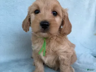 Mini Goldendoodle dogs Mini Goldendoodle Puppy 3 - Ad 42