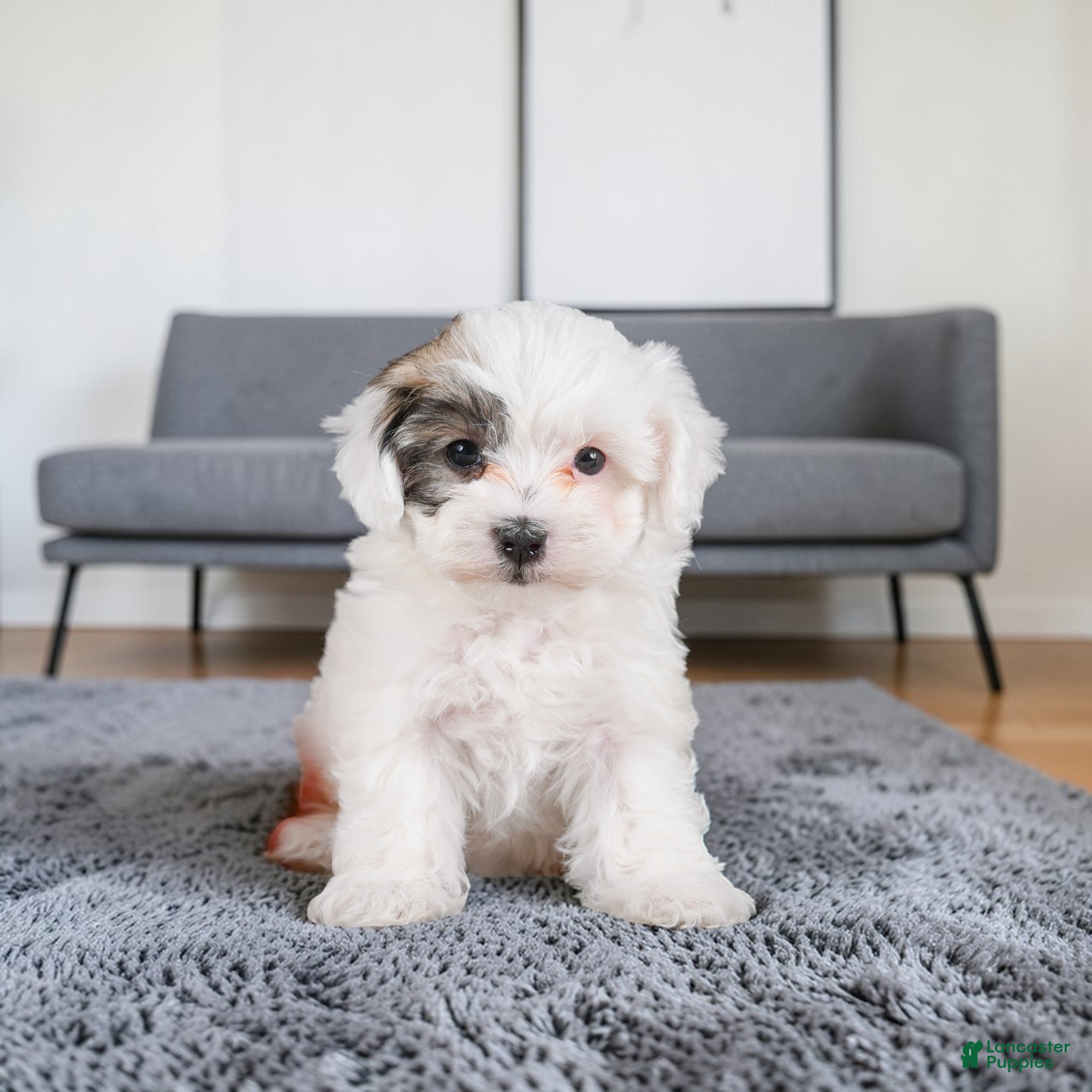 Maltipoo dogs for sale: julia - Ad 2
