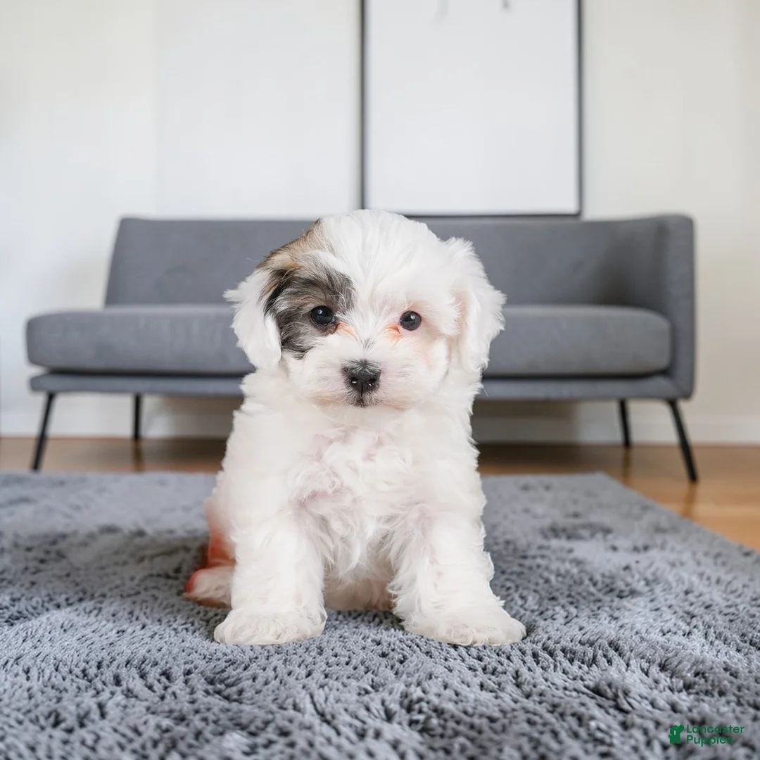 Maltipoo dogs for sale: julia - Ad 1