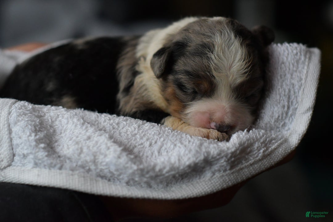 Mini Aussiedoodle dogs for sale: Cash - Ad 56