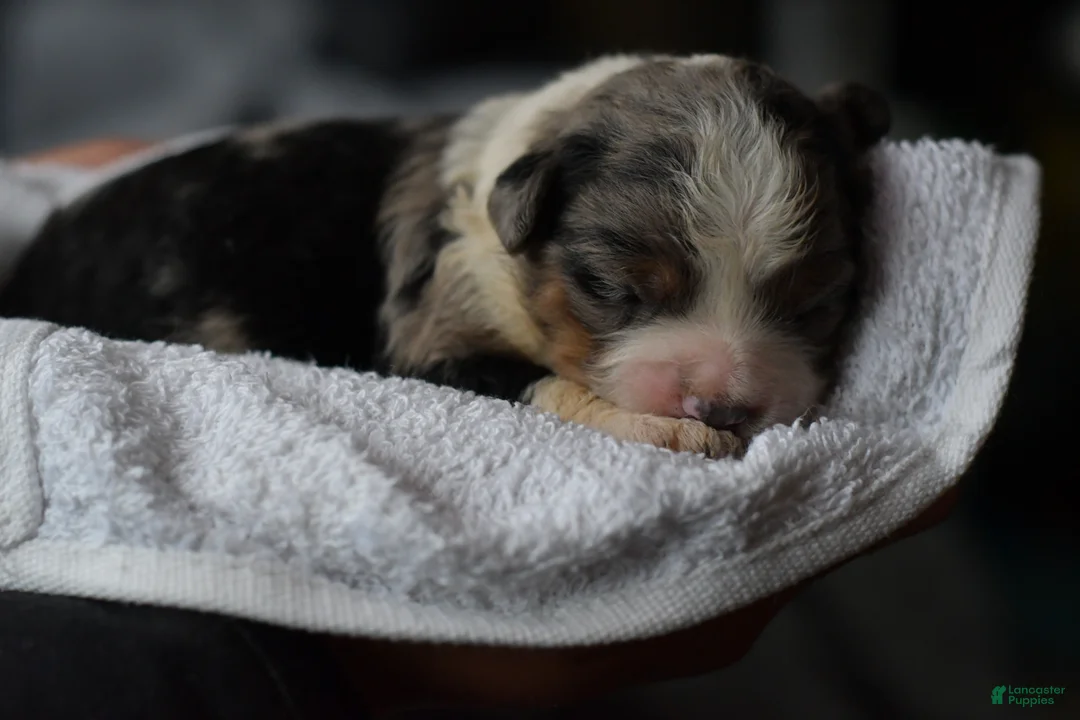 Mini Aussiedoodle dogs for sale: Rory - Ad 24