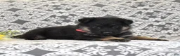German Shepherd dogs for sale: Diamond - Ad 6