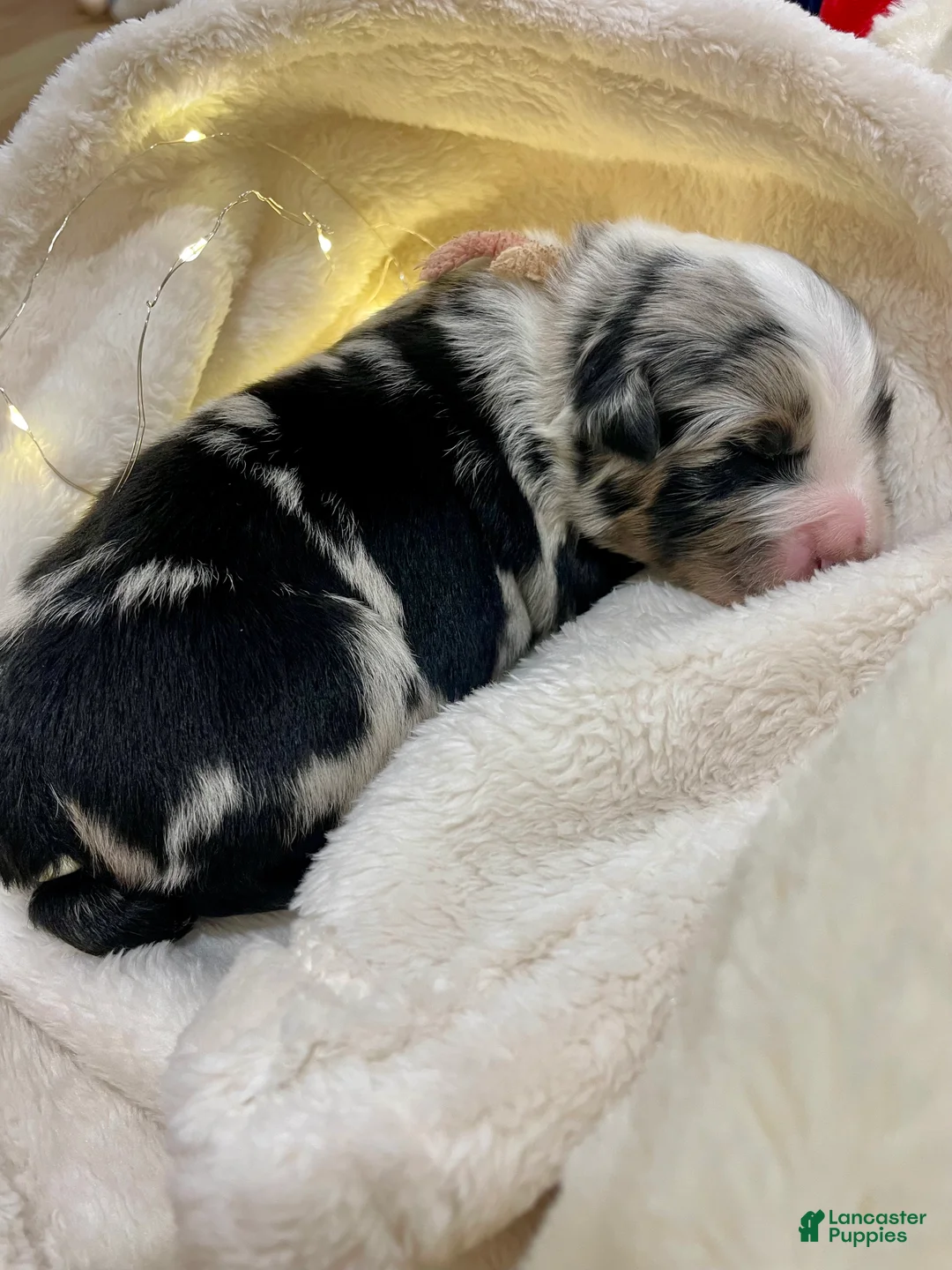 Australian Shepherd dogs for sale: Diego - Ad 1